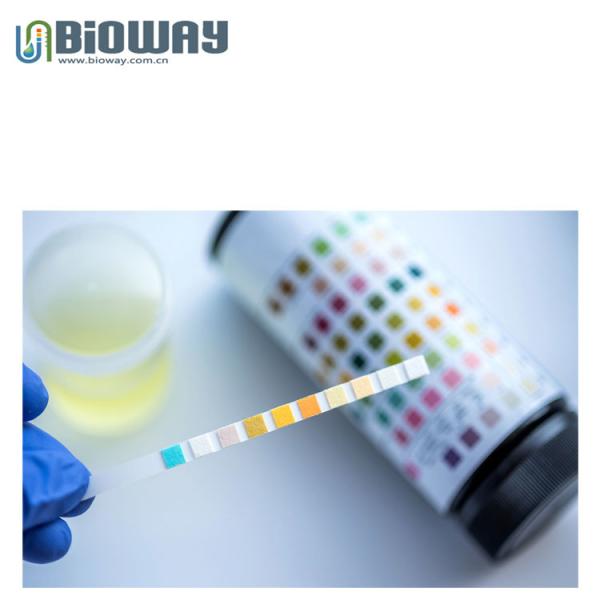 China Urine strips for visual ,Reagent Strips occult blood, specific
