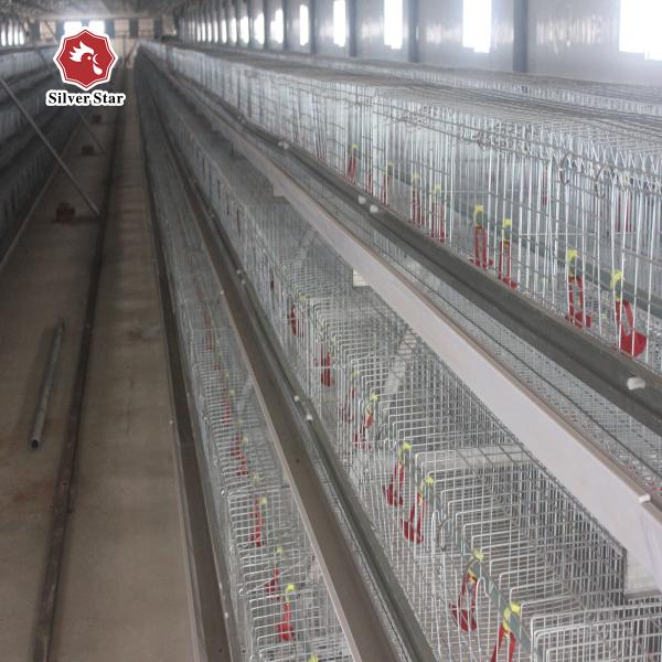 China Feed products