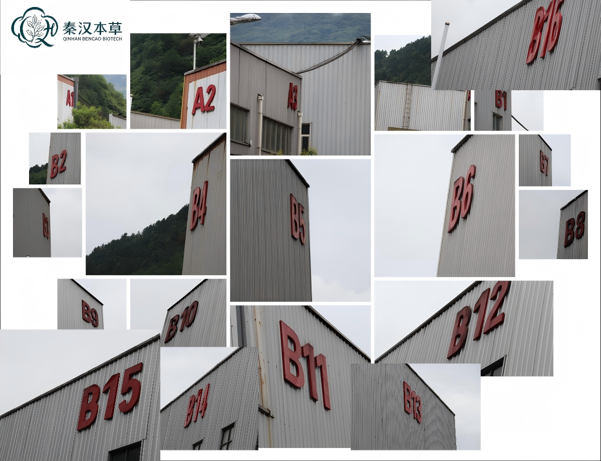 China Factory - Shaanxi Qinhan Bencao Biotechnology Co., Ltd.