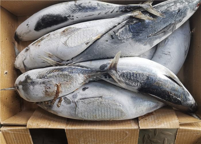 China 1.8kg Frozen Skipjack Tuna