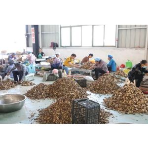 China Factory - Shuntai (GZ) Health Care Industry Co.,LTD