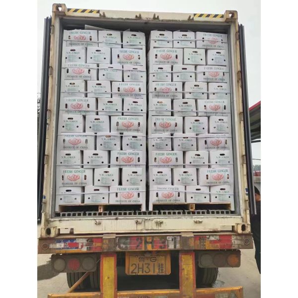 China Factory - anqiu jiahong foods co.,ltd