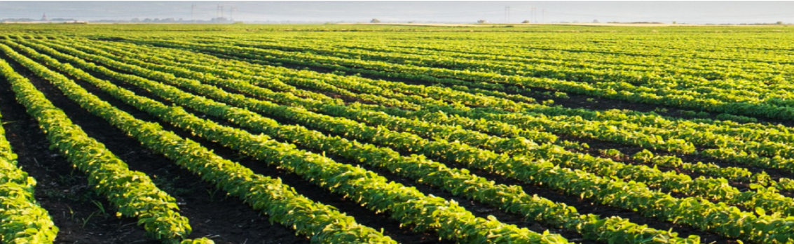 China Factory - BLACKSTONE TRADE PTE.LTD