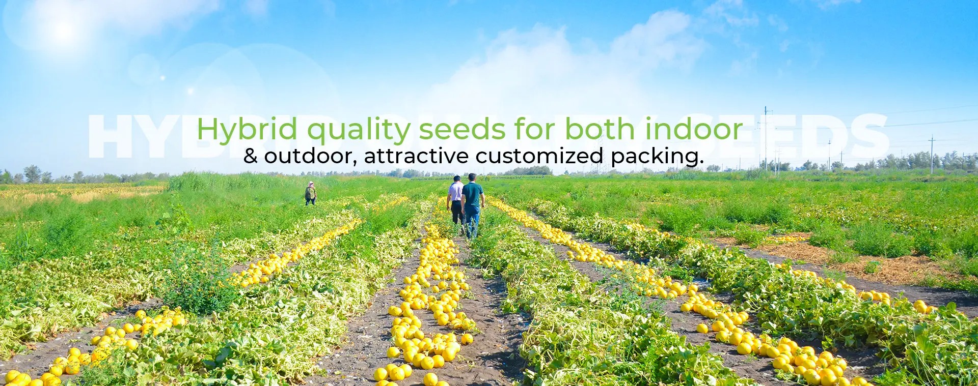China Factory - Guangzhou Lead You Seed Co., Ltd