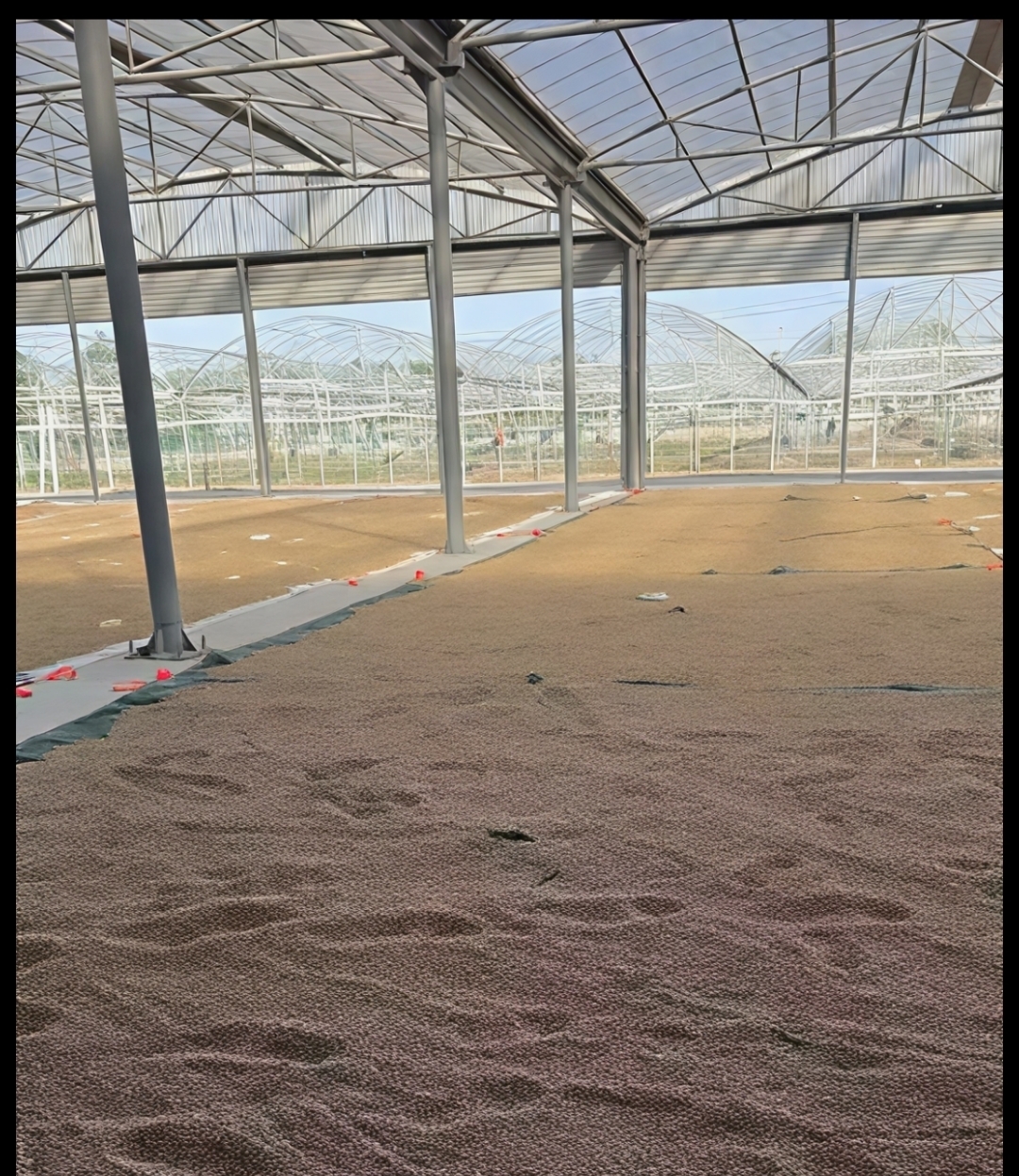 China Factory - Guangzhou Lead You Seed Co., Ltd