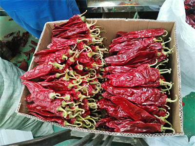 China New Crop Sweet Paprika Pepper Pungent 13-18 Cm 220 ASTA