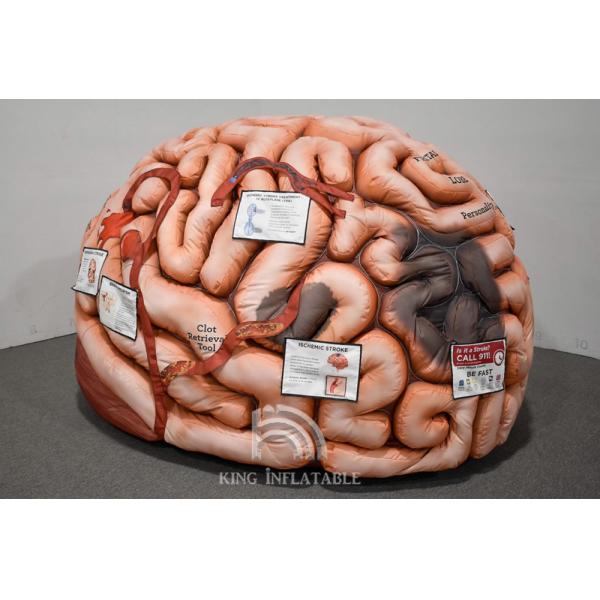 China Inflatable Human Organs Giant Brain Heart Lungs For Teaching ...