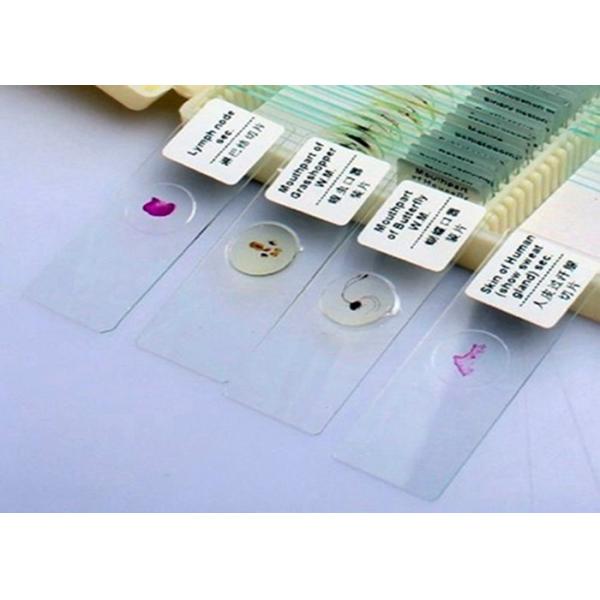 China Round Corner Anatomy Microscope Slides , Animal Tissue Micro