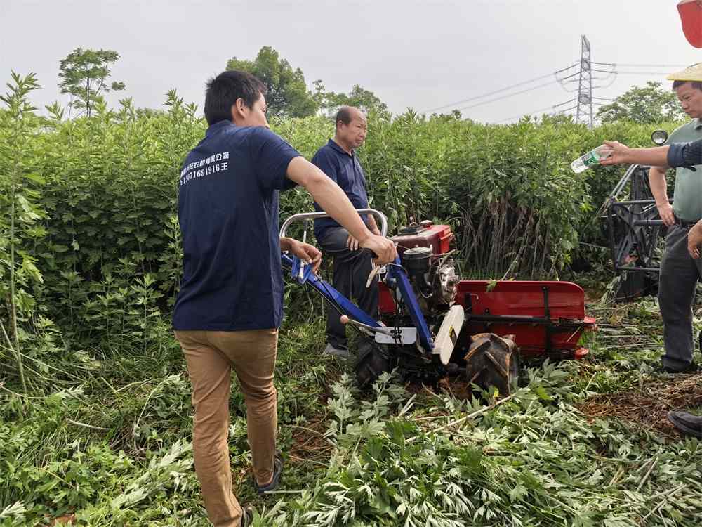 China Factory - Hubei Yishiyuan Chinese Mugwort Biotechnology Company Limited