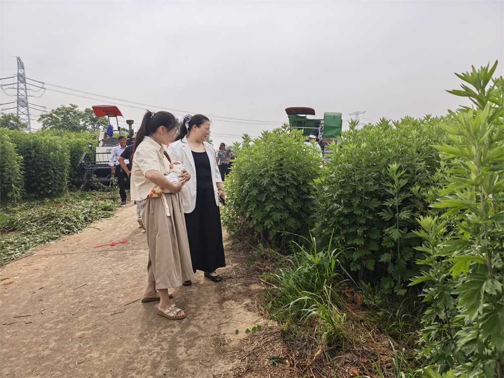 China Factory - Hubei Yishiyuan Chinese Mugwort Biotechnology Company Limited